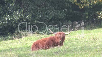 Highland Cow Sitting In Field