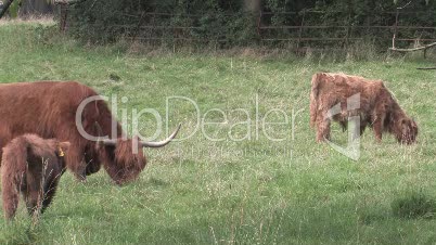 Highland Cows Grazing In Field