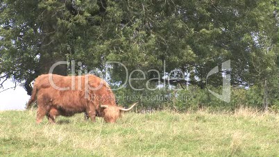 Highland Cow In Field Grazing - Scotland