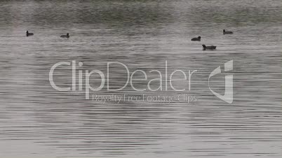Ducks On Pond