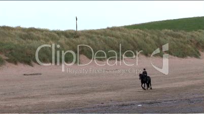 Horses And Dogs On Beach