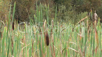 Green Grass And Reeds