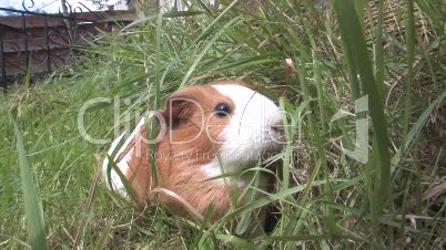 Guinea Pig Playing In Garden
