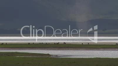 Grassavanne im Ngorongoro-Krater 5