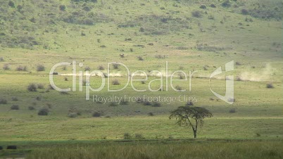 Grassavanne im Ngorongoro-Krater 8