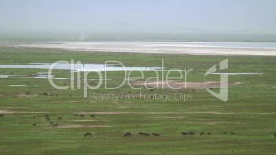 Grassavanne im Ngorongoro-Krater 9