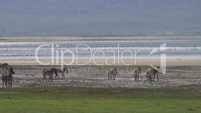 Grassavanne im Ngorongoro-Krater 16