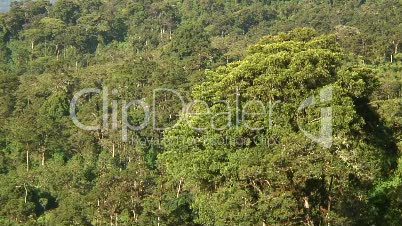 Regenwald in Afrika 3