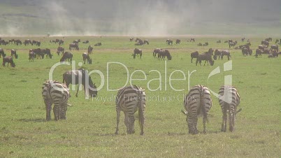 Ngorongoro-Krater mit Zebra- und Gnuherde