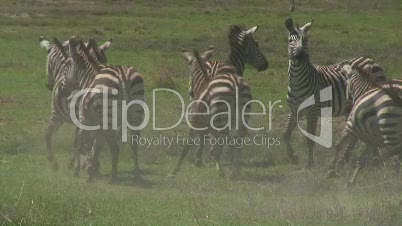 Grassavanne mit Zebras