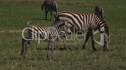 Grassavanne mit Zebras 10