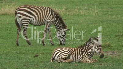 Grassavanne mit Zebras