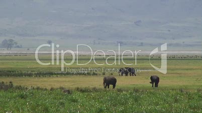Grassavanne mit Elefanten