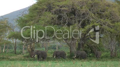 Elefanten im Ngorongoro-Krater in Tansania