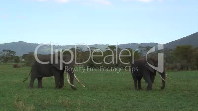 Elefantenbullen im Ngorongoro-Krater in Tansania