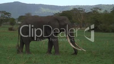 Elefantenbulle im Ngorongoro-Krater
