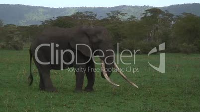 Grassavanne mit Elefanten 7