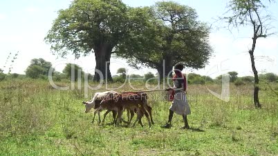 Landwirtschaft in Afrika 4