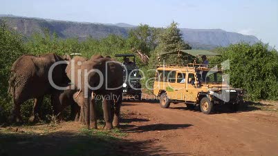 Elefanten in der Baumsavanne