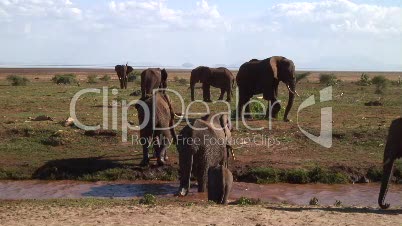 Elefanten in der Baumsavanne 3