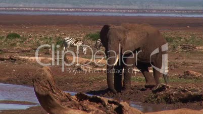 Elefanten in der Baumsavanne 10