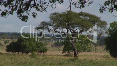 Baumsavanne in Tansania