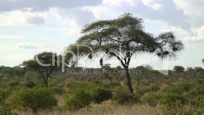Baumvegetation in Tansania