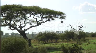 Baumvegetation in Tansania