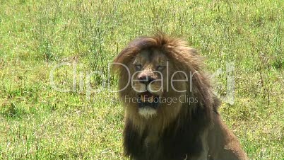 Löwe in Afrika