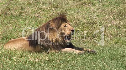 Löwe in Afrika 2