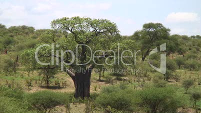 Baumvegetation mit Affenbrotbaum 3