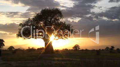 Sonnenuntergang mit Affenbrotbaum