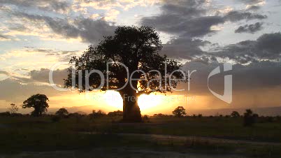 Sonnenuntergang mit Affenbrotbaum 2