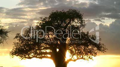 Baobabbaum bei Sonnenuntergang