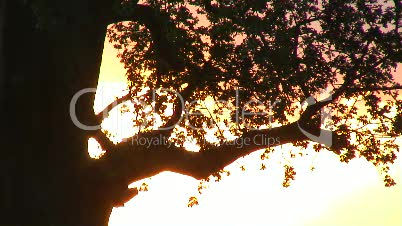 Affenbrotbaum bei Sonnenuntergang