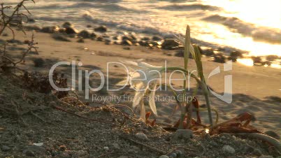 Wilde Amaryllis am Strand