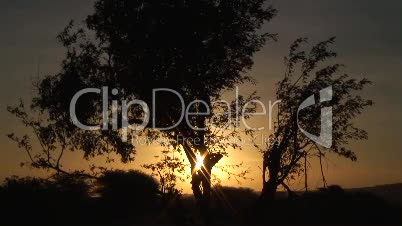 Sonnenaufgang in Tansania