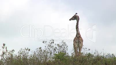 Giraffe