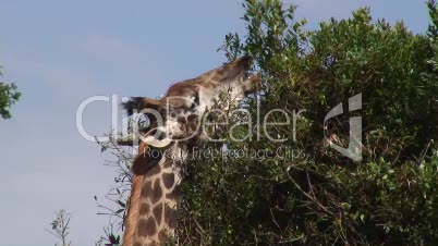 Giraffen bei der Nahrungsaufnahme 7