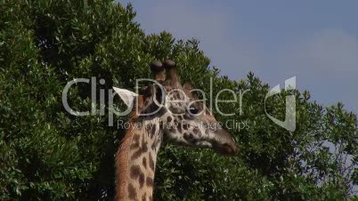 Giraffen bei der Nahrungsaufnahme 9