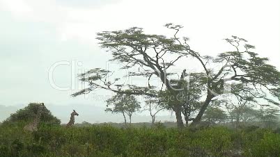 Giraffen im Regen
