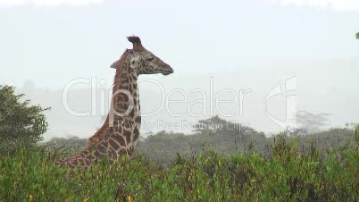 Giraffen im Regen 5