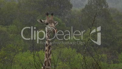 Giraffen im Regen 7