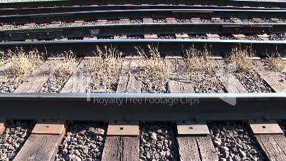 Weeds on a Railroad Track