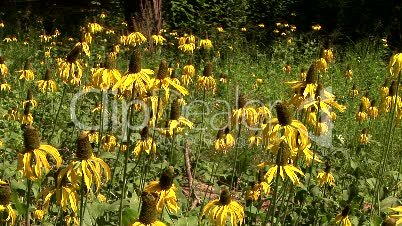 Yellow Coneflower, Yosemite National Park