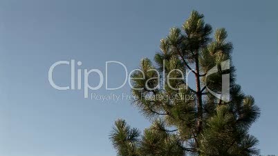Ponderosa Pine tree at Yosemite National Park