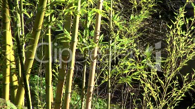 Bamboo leaves swaying in the breeze