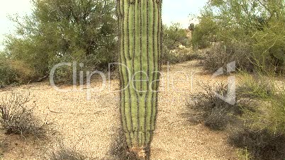 Saguaro Cactus in Desert Scene