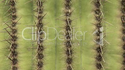 Close up of a Saguaro Cactus Trunk
