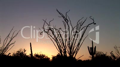 Ocotillo Cactus at Sunrise
